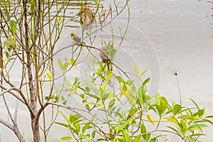 Asian Golden Weaver perching on grass stem in paddy field. Ploceus hypoxanthus bird in tropical forest