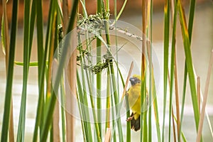 Asian Golden Weaver perching on grass stem in paddy field. Ploceus hypoxanthus bird in tropical forest