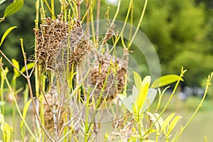 Asian Golden Weaver perching on grass stem in paddy field. Ploceus hypoxanthus bird in tropical forest