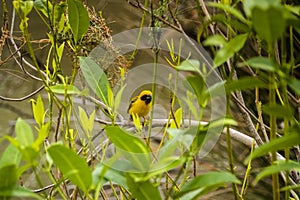 Asian Golden Weaver perching on grass stem in paddy field. Ploceus hypoxanthus bird in tropical forest