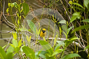 Asian Golden Weaver perching on grass stem in paddy field. Ploceus hypoxanthus bird in tropical forest