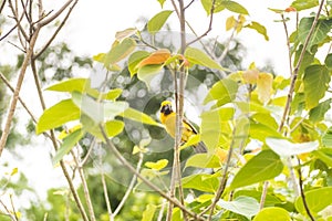 Asian Golden Weaver perching on grass stem in paddy field. Ploceus hypoxanthus bird in tropical forest