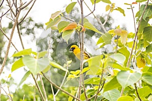 Asian Golden Weaver perching on grass stem in paddy field. Ploceus hypoxanthus bird in tropical forest