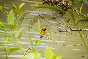 Asian Golden Weaver perching on grass stem in paddy field. Ploceus hypoxanthus bird in tropical forest