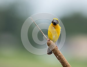 Asian Golden Weaver Ploceus hypoxanthus