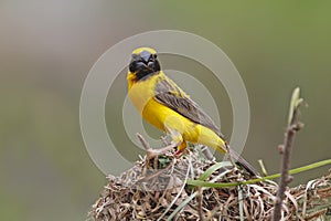 Asian Golden Weaver Ploceus hypoxanthus Male Birds Building the Nest photo