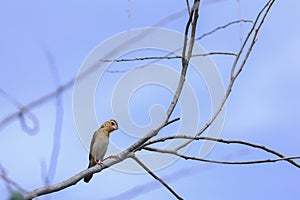 Asian golden weaver is standing on a tree branch