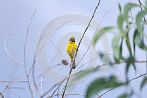 Asian golden weaver is standing on a tree branch