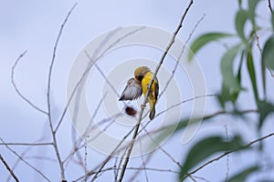 Asian golden weaver is standing on a tree branch