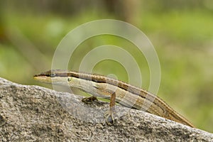 Asian grass lizard, six-striped long-tailed lizard