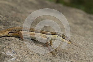 Asian grass lizard, six-striped long-tailed lizard