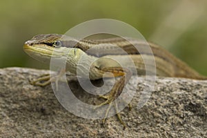 Asian grass lizard, six-striped long-tailed lizard