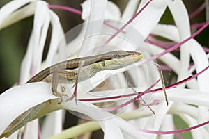 Asian grass lizard, six-striped long-tailed lizard