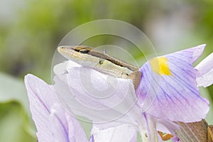 Asian grass lizard, six-striped long-tailed lizard