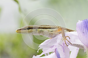 Asian grass lizard, six-striped long-tailed lizard