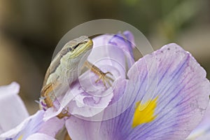 Asian grass lizard, six-striped long-tailed lizard