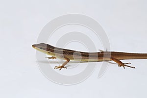 Asian grass lizard, six-striped long-tailed lizard, or long-tailed grass lizard Takydromus sexlineatus