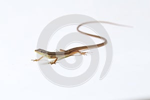 Asian grass lizard, six-striped long-tailed lizard, or long-tailed grass lizard Takydromus sexlineatus