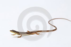 Asian grass lizard, six-striped long-tailed lizard, or long-tailed grass lizard Takydromus sexlineatus