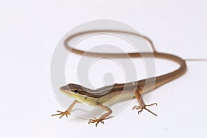 Asian grass lizard, six-striped long-tailed lizard, or long-tailed grass lizard Takydromus sexlineatus