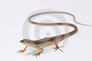 Asian grass lizard, six-striped long-tailed lizard, or long-tailed grass lizard Takydromus sexlineatus