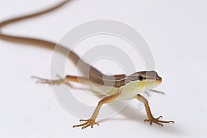 Asian grass lizard, six-striped long-tailed lizard, or long-tailed grass lizard Takydromus sexlineatus