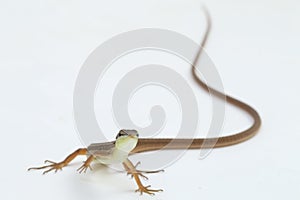 Asian grass lizard, six-striped long-tailed lizard, or long-tailed grass lizard Takydromus sexlineatus