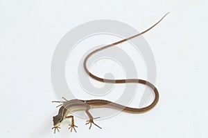 Asian grass lizard, six-striped long-tailed lizard, or long-tailed grass lizard Takydromus sexlineatus