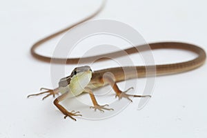 Asian grass lizard, six-striped long-tailed lizard, or long-tailed grass lizard Takydromus sexlineatus