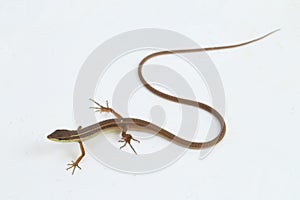 Asian grass lizard, six-striped long-tailed lizard, or long-tailed grass lizard Takydromus sexlineatus