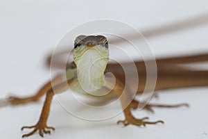 Asian grass lizard, six-striped long-tailed lizard, or long-tailed grass lizard Takydromus sexlineatus