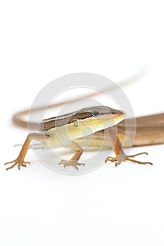 Asian grass lizard, six-striped long-tailed lizard, or long-tailed grass lizard Takydromus sexlineatus