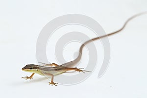 Asian grass lizard, six-striped long-tailed lizard, or long-tailed grass lizard Takydromus sexlineatus