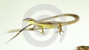 The Asian grass lizard, six-striped long-tailed lizard, or long-tailed grass lizard Takydromus sexlineatus