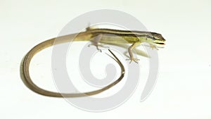 The Asian grass lizard, six-striped long-tailed lizard, or long-tailed grass lizard Takydromus sexlineatus