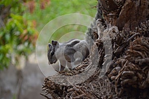 Asian gray squirrel on dates tree palm close up, wildlife animal chipmunk eating seed, mammal rodents fauna natural plants leaf
