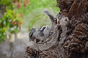 Asian gray squirrel on dates tree palm close up, wildlife animal chipmunk eating seed, mammal rodents fauna natural plants leaf