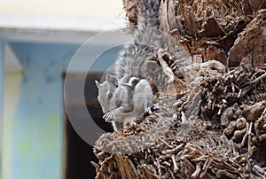 Asian gray squirrel on dates tree palm in home close up, wildlife animal chipmunk eating seed, mammal rodents fauna natural plants