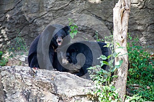 Asian great black bear