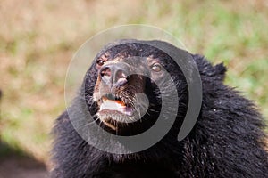 Asian great black bear