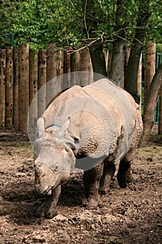 Asian Great One-horned Rhinoceros photo