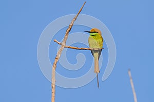 Asian green bee-eater (Merops orientalis), also known as little green bee-eater, and green bee-eater perched