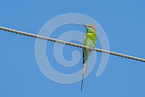 Asian green bee-eater (Merops orientalis), also known as little green bee-eater, and green bee-eater perched