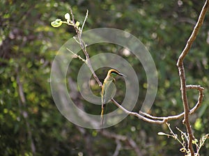 Asian green bee eater perching on the branch of a tree.(Selective focus)