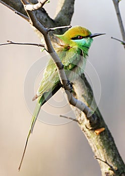 Asian green bee eater seen in Delhi yamuna Biodiversity park. Delhi bird photo