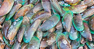 Asian green mussel