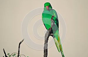 Asian Green Parrot in Daylight on Tree