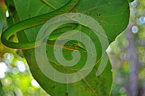 Asian Green Vine Snake