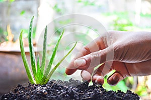 Asian hand cultivate aloe vera in good soil on blur background