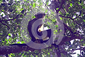 Asian Hanuman Langur sitting on forest tree